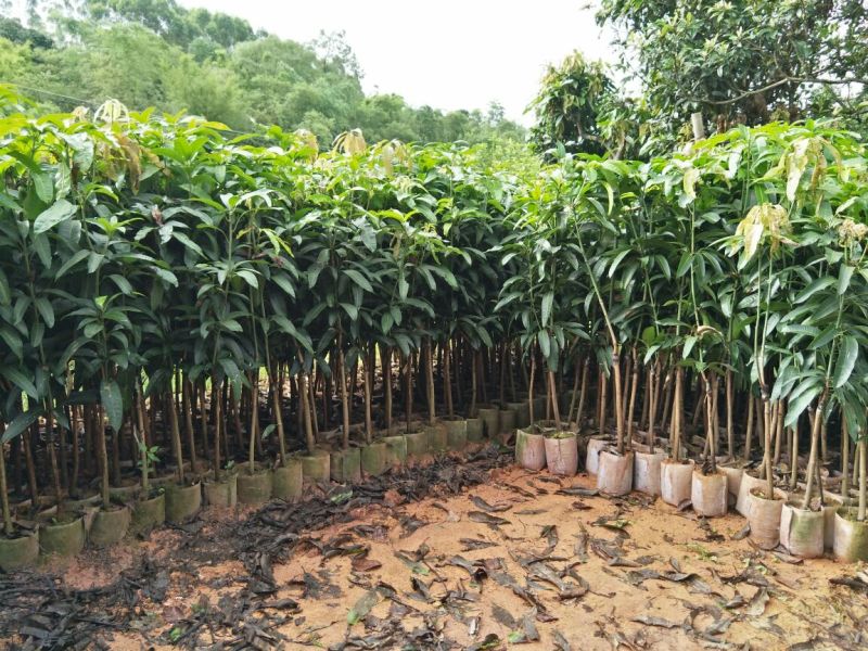 金煌芒树苗1m以下