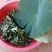 荷叶茶一级