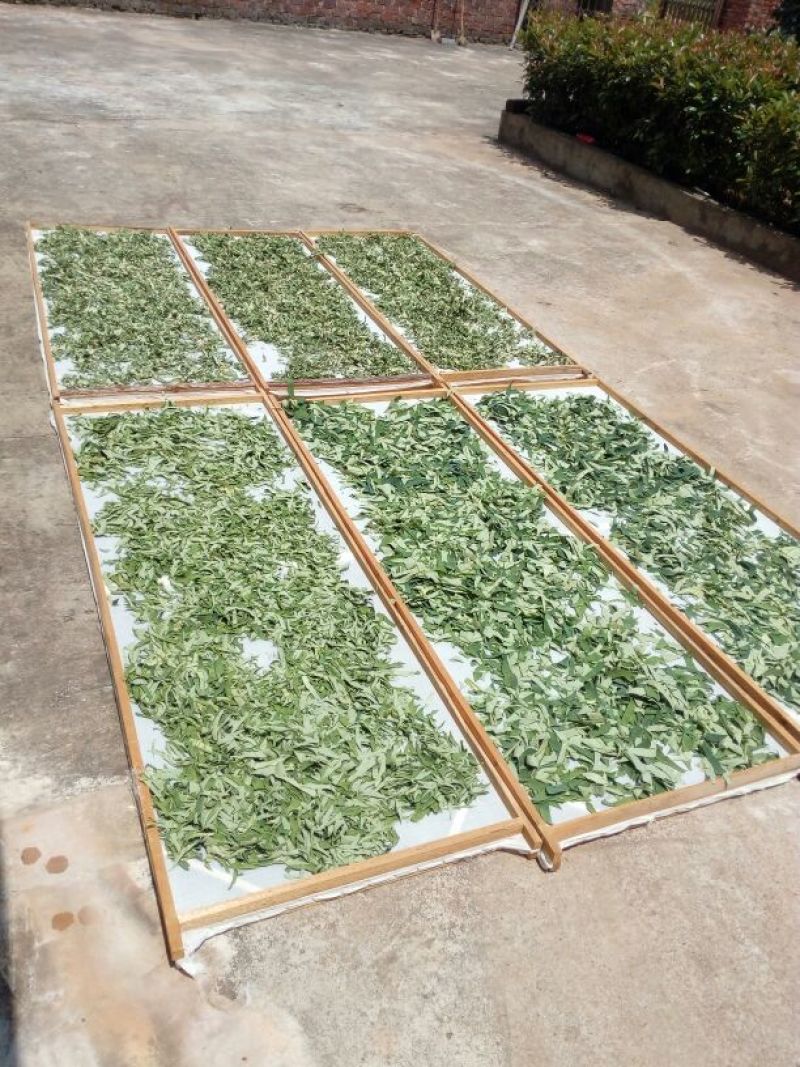 荷叶茶一级