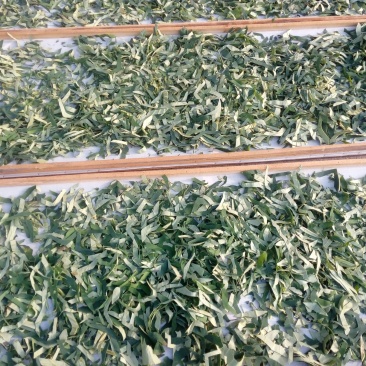 荷叶茶一级