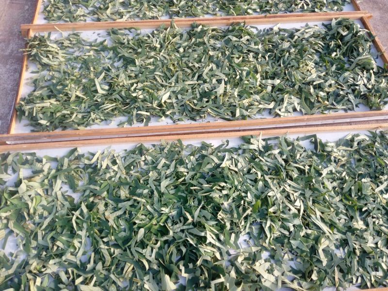 荷叶茶一级