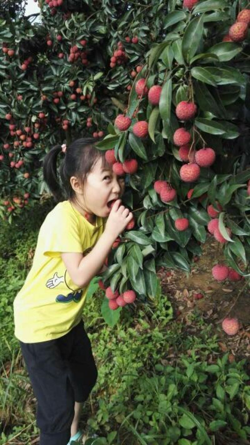 精品迟熟荔枝一件代发全国冰鲜发货当日现摘基地直供