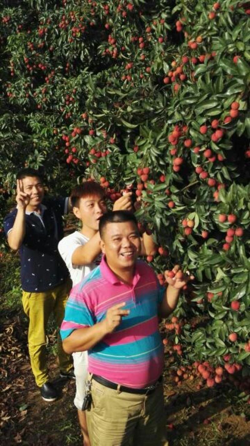 精品迟熟荔枝一件代发全国冰鲜发货当日现摘基地直供