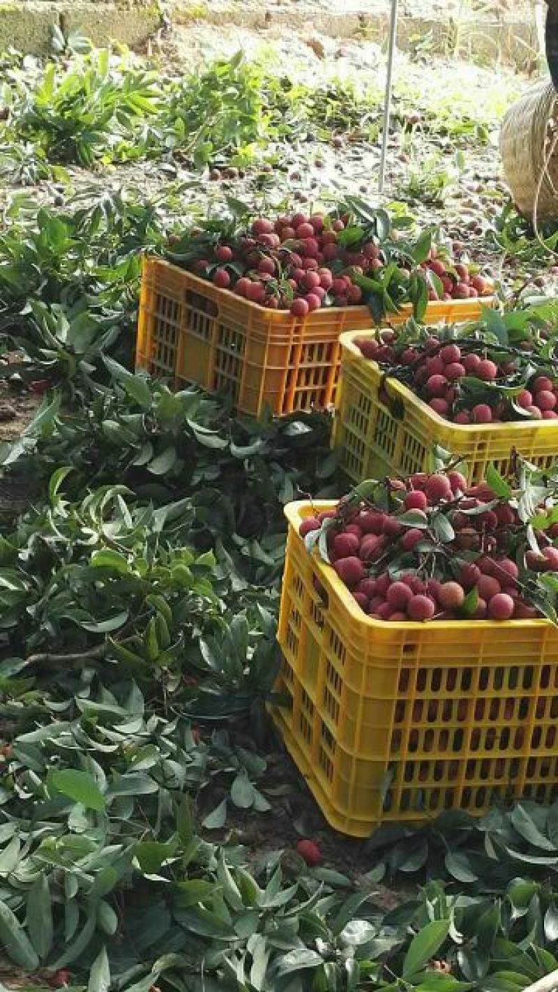 精品迟熟荔枝一件代发全国冰鲜发货当日现摘基地直供