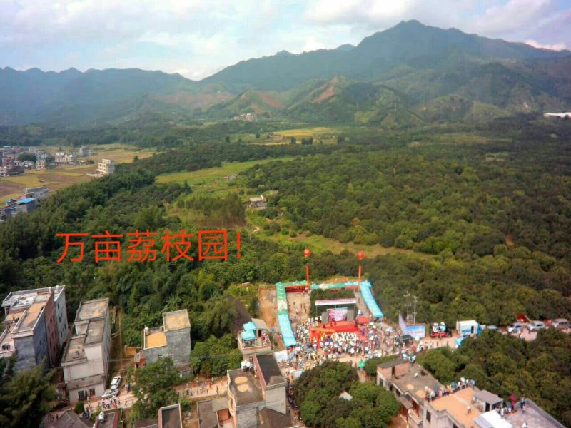 精品迟熟荔枝一件代发全国冰鲜发货当日现摘基地直供