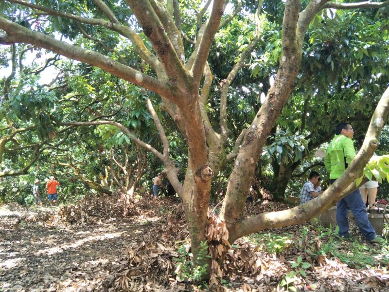 精品迟熟荔枝一件代发全国冰鲜发货当日现摘基地直供