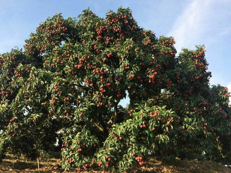精品迟熟荔枝一件代发全国冰鲜发货当日现摘基地直供