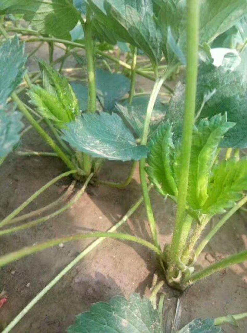 草莓苗法兰地草莓苗量大从优