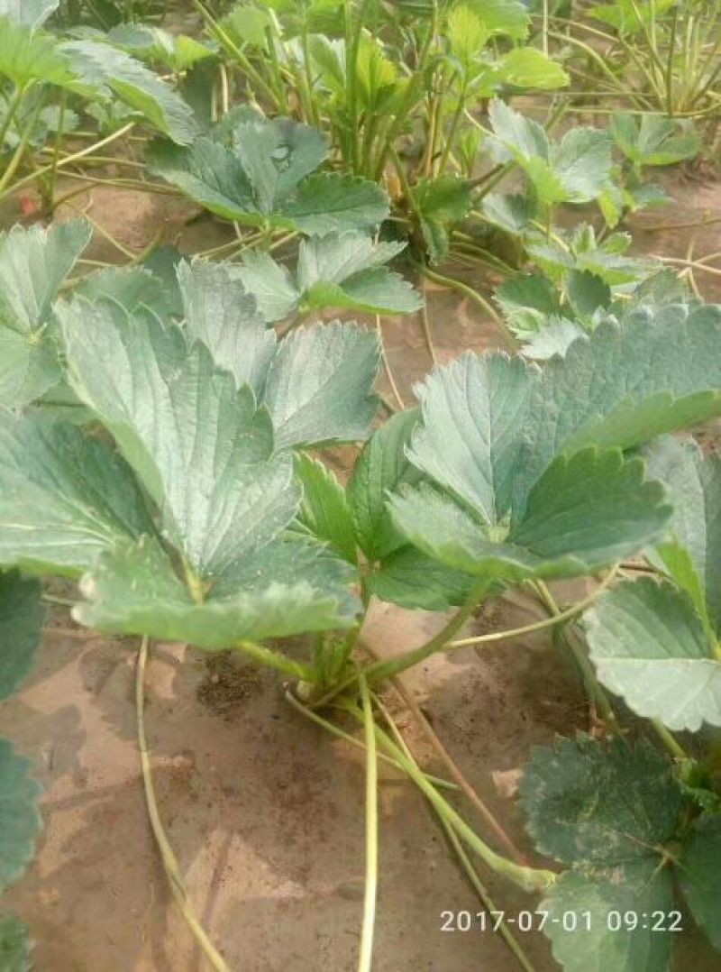 草莓苗法兰地草莓苗量大从优