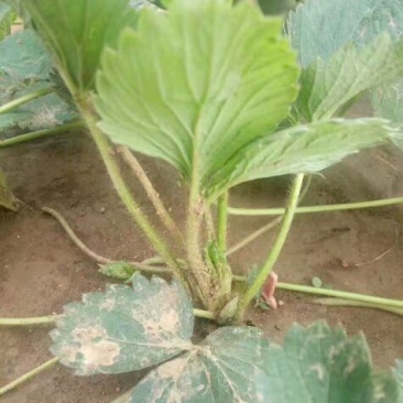 草莓苗法兰地草莓苗量大从优