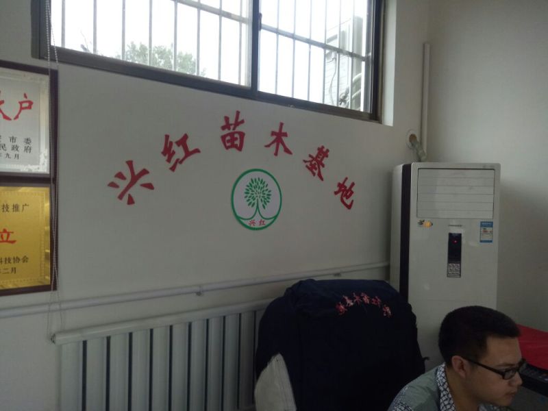 草莓苗法兰地草莓苗量大从优