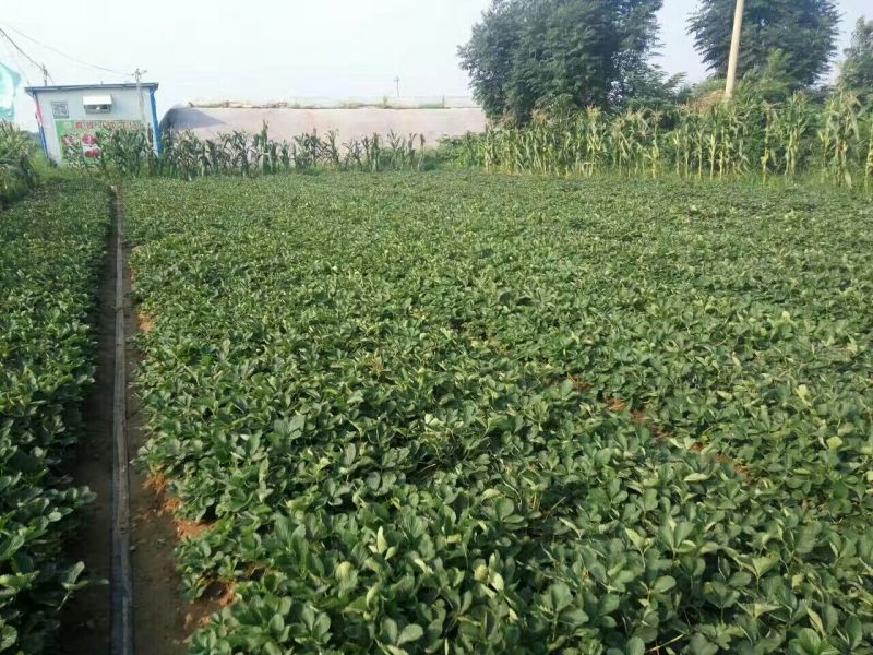 草莓苗法兰地草莓苗量大从优