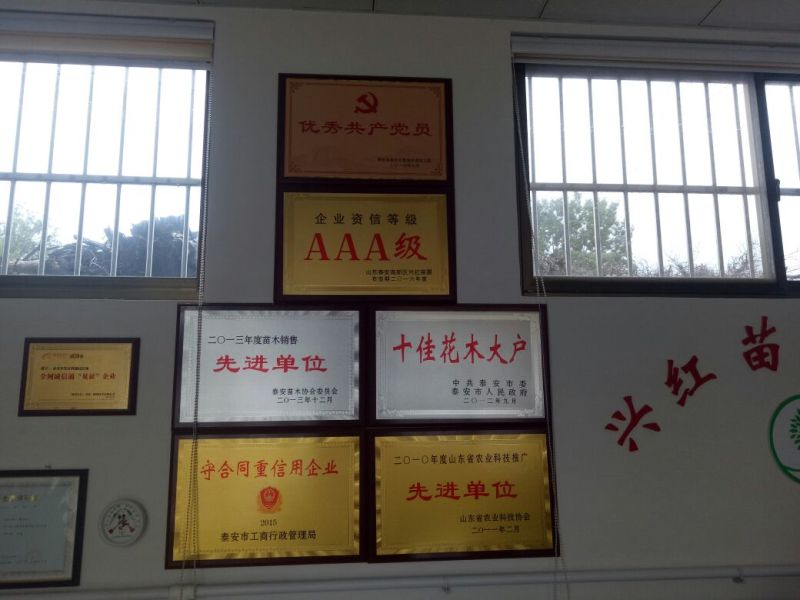 草莓苗法兰地草莓苗量大从优