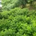 马尼拉草坪