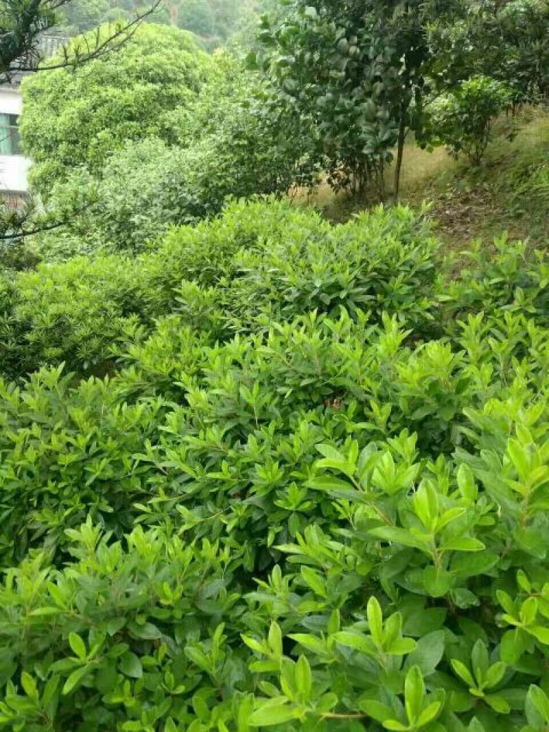 马尼拉草坪