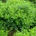 马尼拉草坪