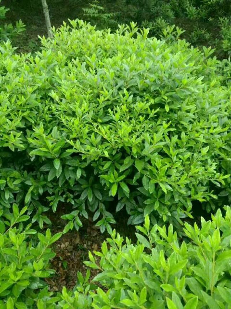 马尼拉草坪