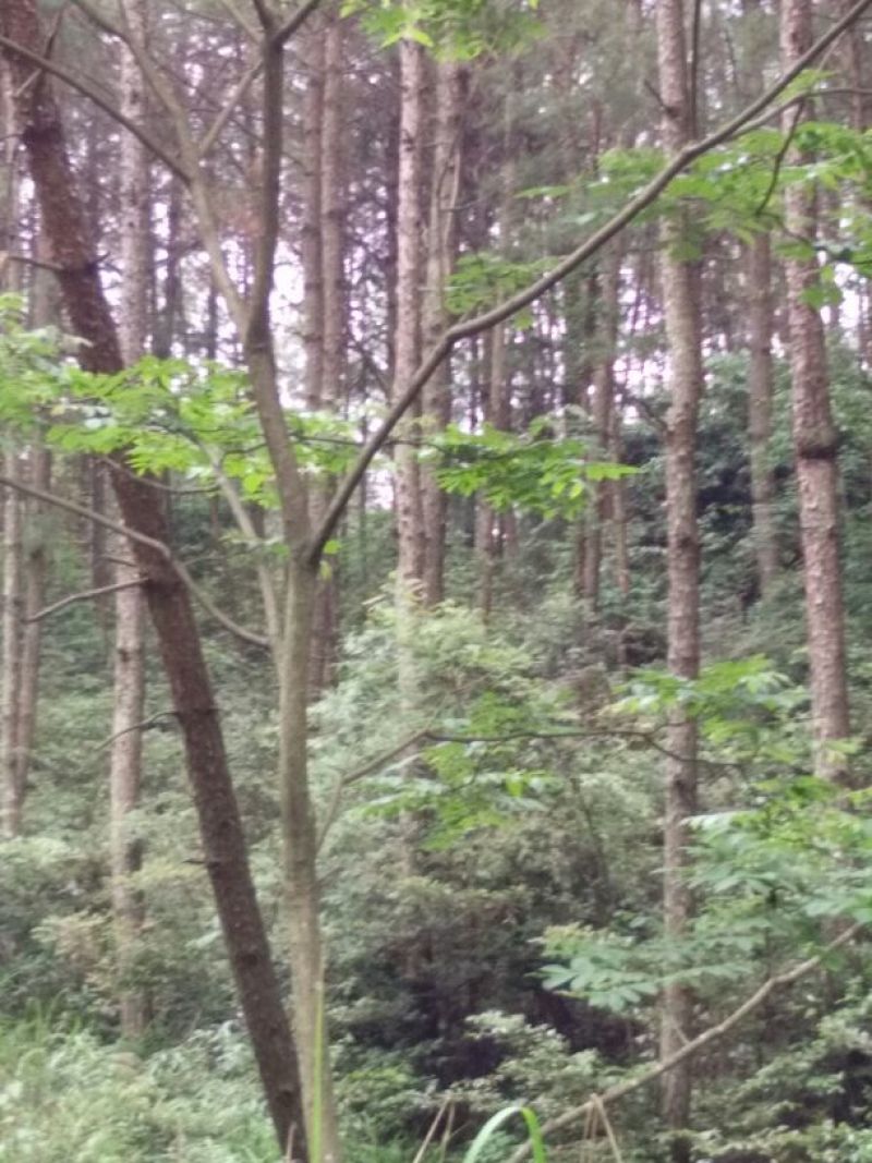 有林地