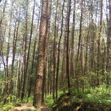 有林地