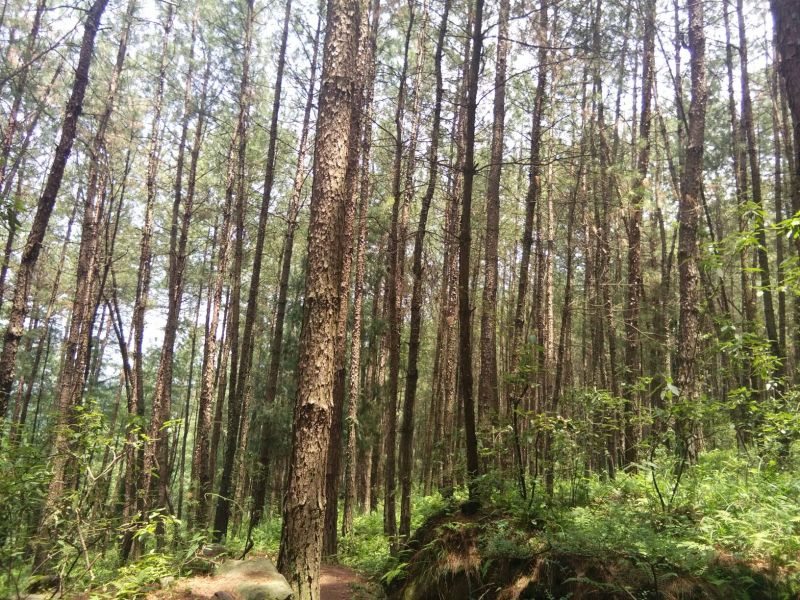 有林地