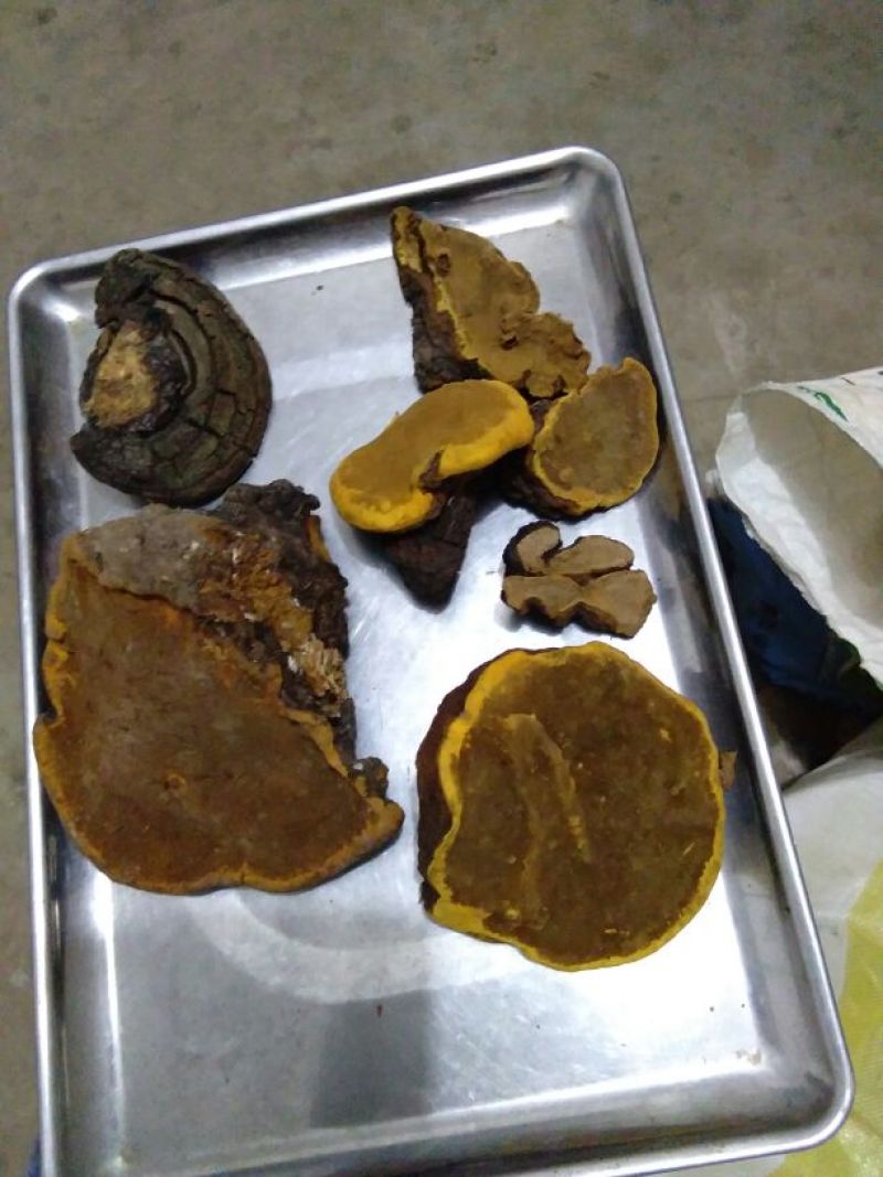 桑黄桑黄菌——野生桑树桑黄