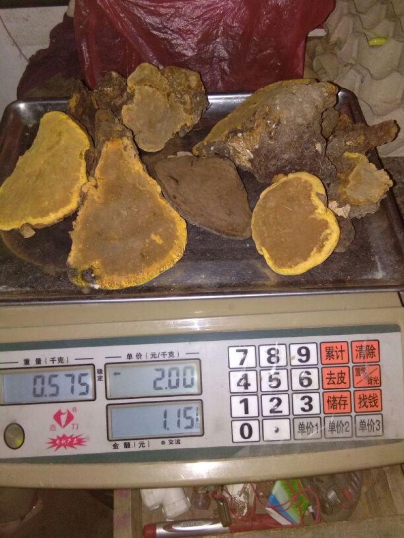 桑黄桑黄菌——野生桑树桑黄