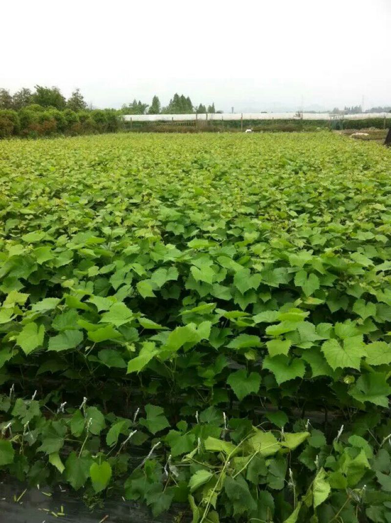 葡萄苗30cm以下1年