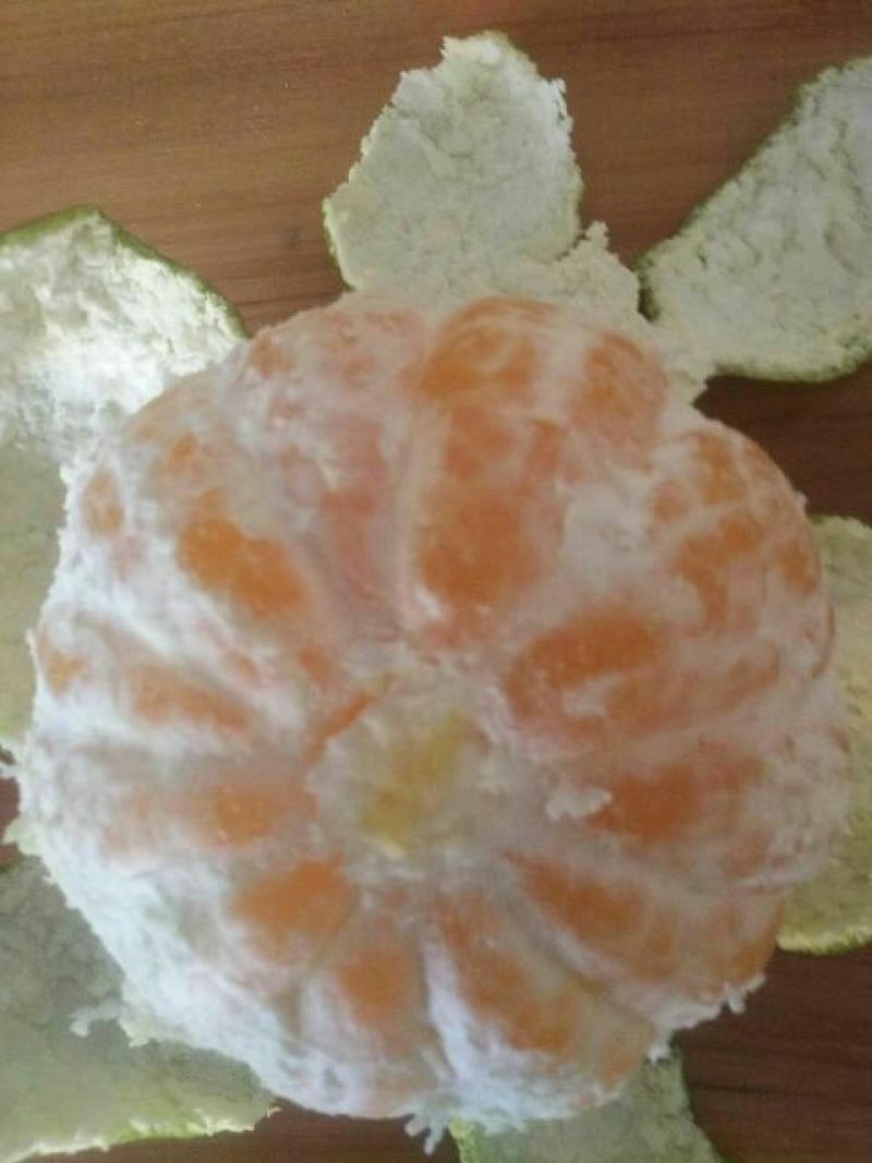 特早大丰蜜橘诗文大莆上市看货定价包园大叶心津西柚红美人