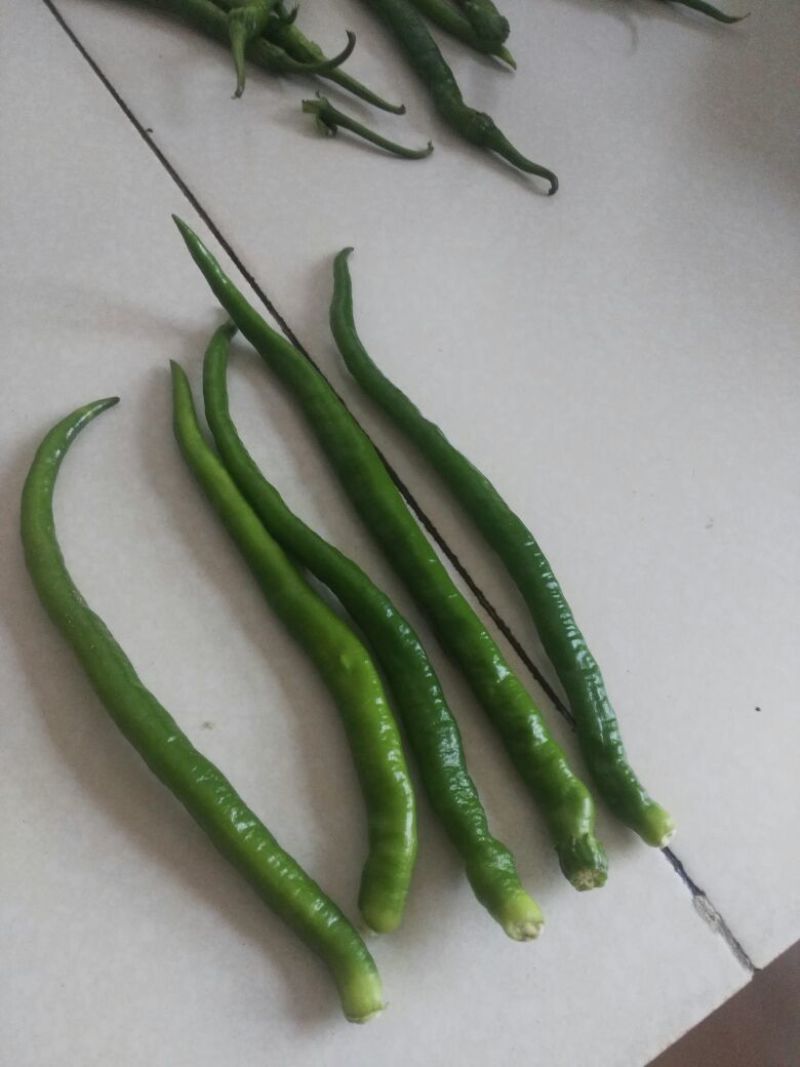 鲜辣椒15~20厘米红中辣