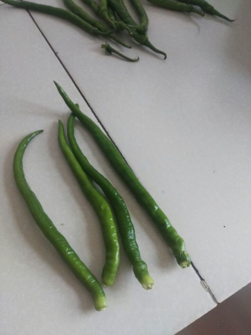 鲜辣椒15~20厘米红中辣