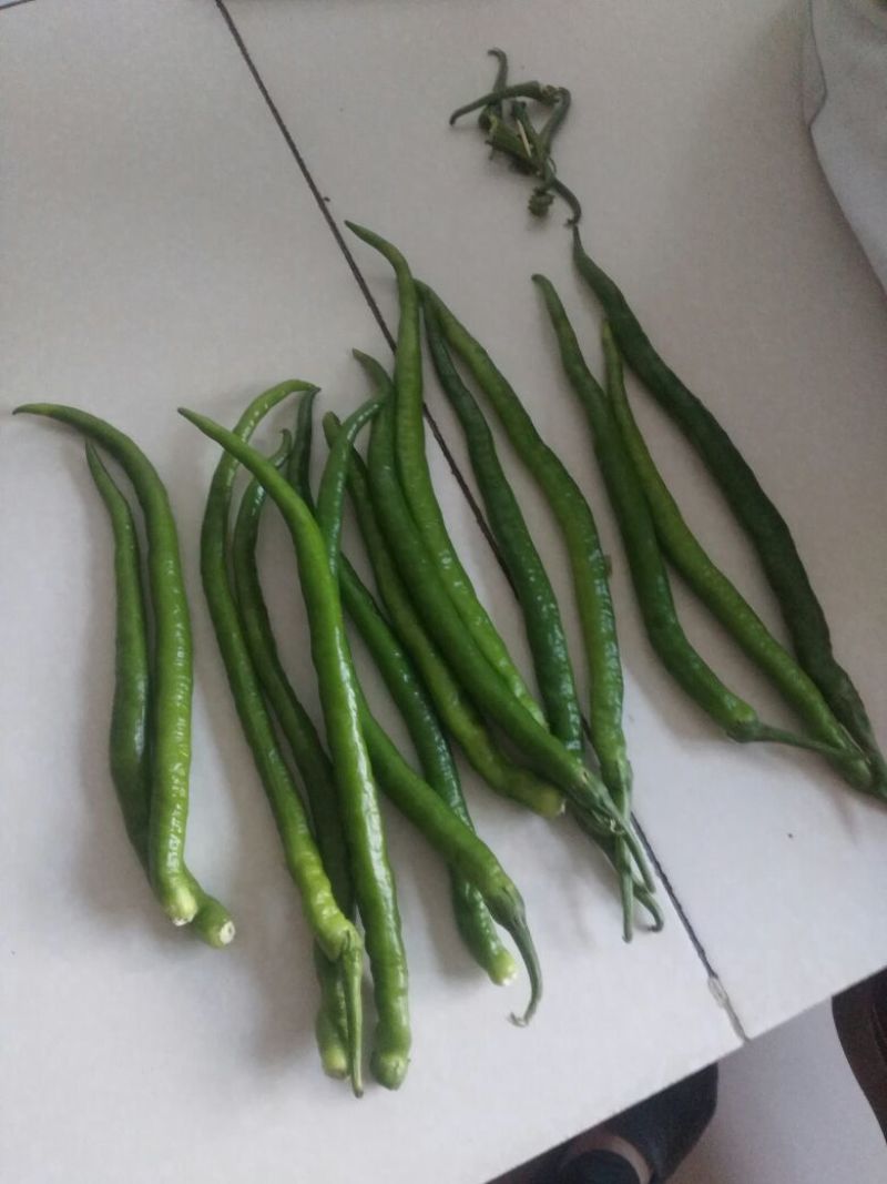 鲜辣椒15~20厘米红中辣