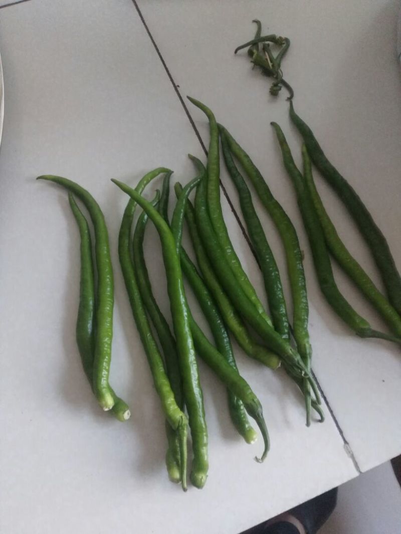 鲜辣椒15~20厘米红中辣