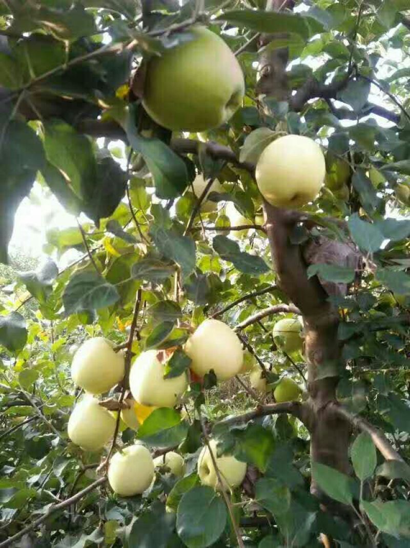 华硕苹果75mm以上纸+膜袋