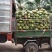 高种椰子5-8斤