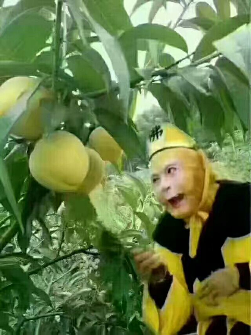 黄桃4两以上