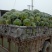 龙卷风西瓜8斤打底9成熟1茬