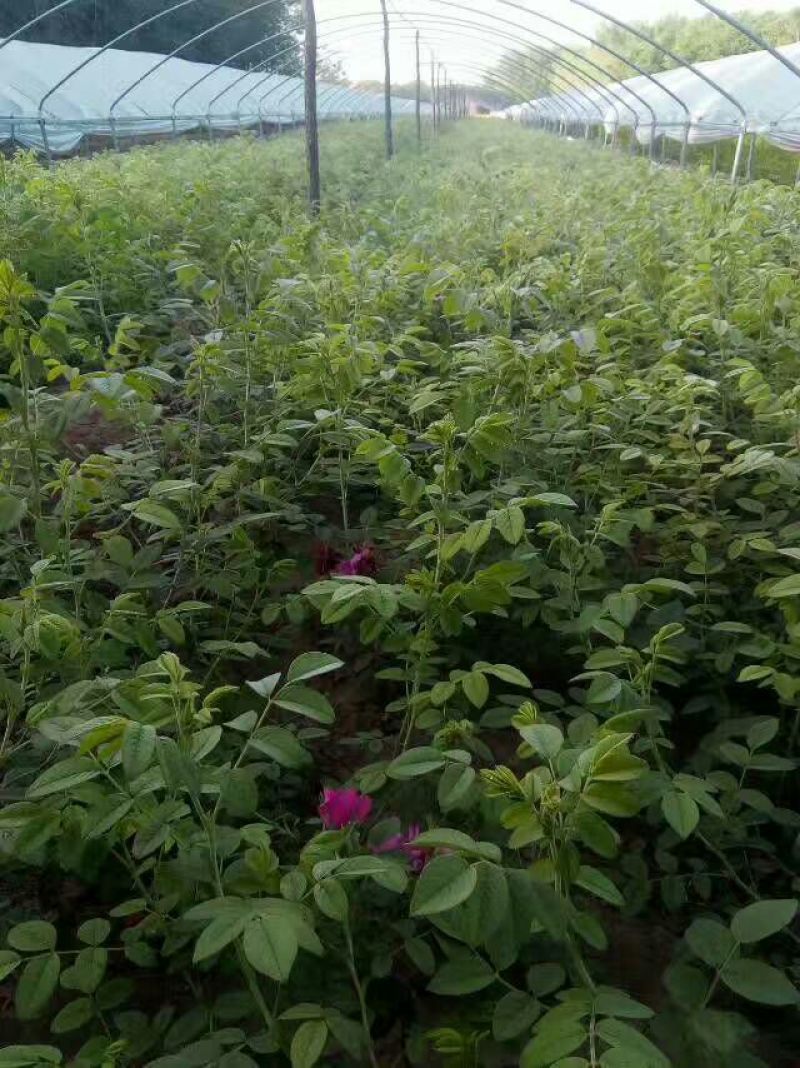 大量销售，带盆四季玫瑰苗50-80cm以上，冷香玫瑰