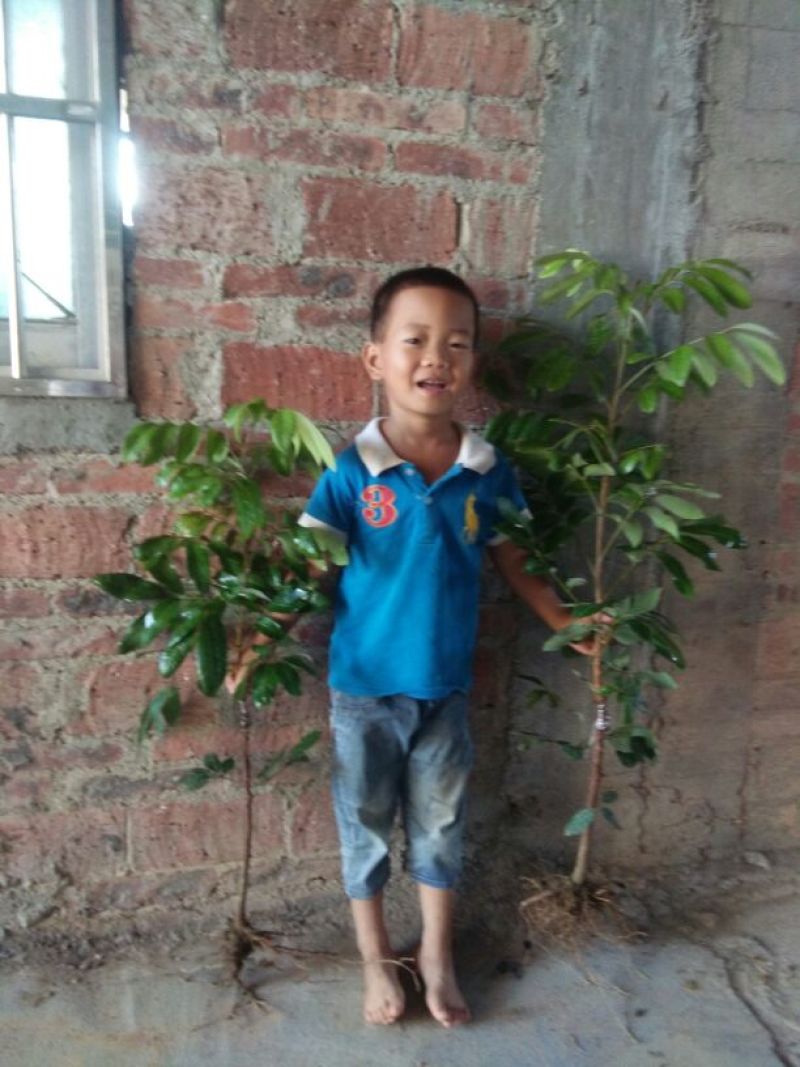 龙眼树苗30~50cm
