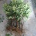 龙眼树苗30~50cm