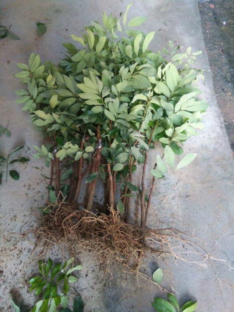 龙眼树苗30~50cm