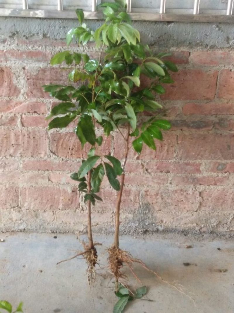 龙眼树苗30~50cm