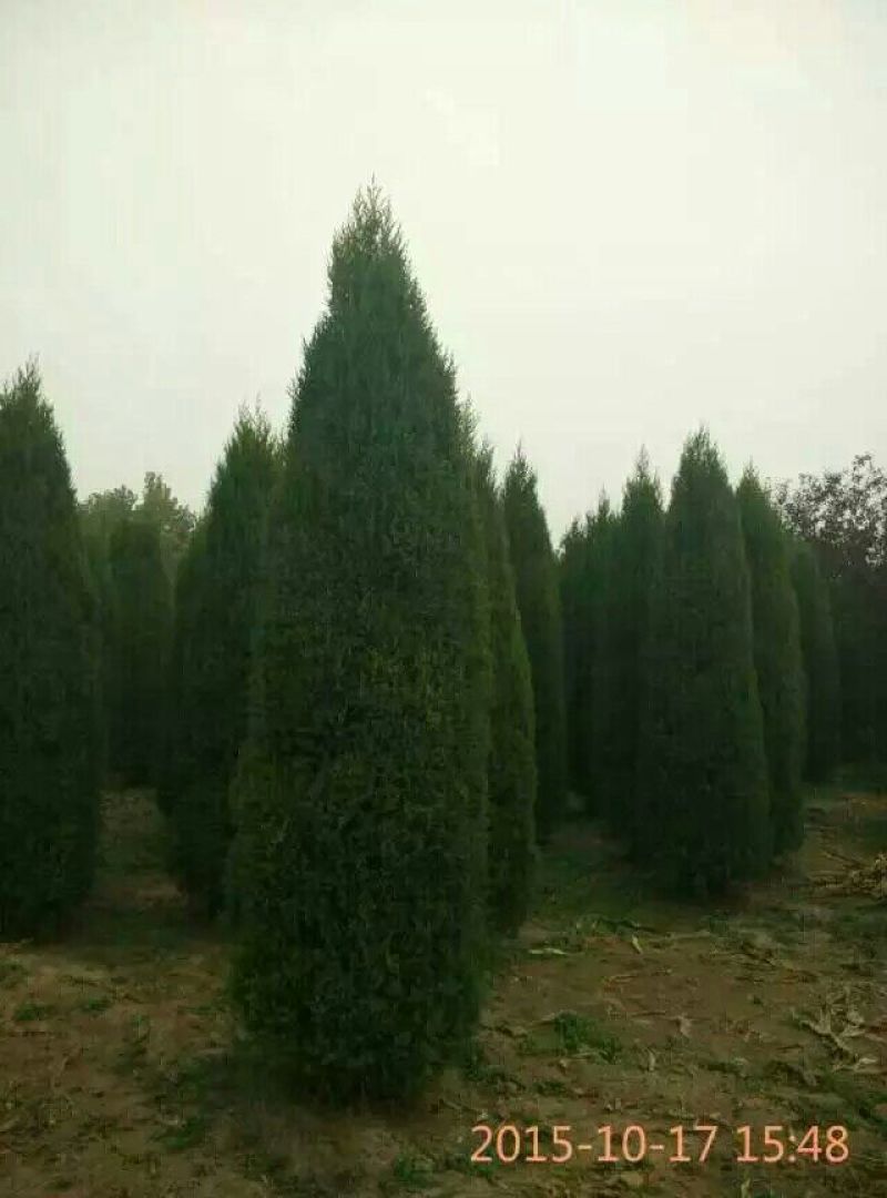 大量销售，50cm-4米望都塔桧，树形，好价格实惠