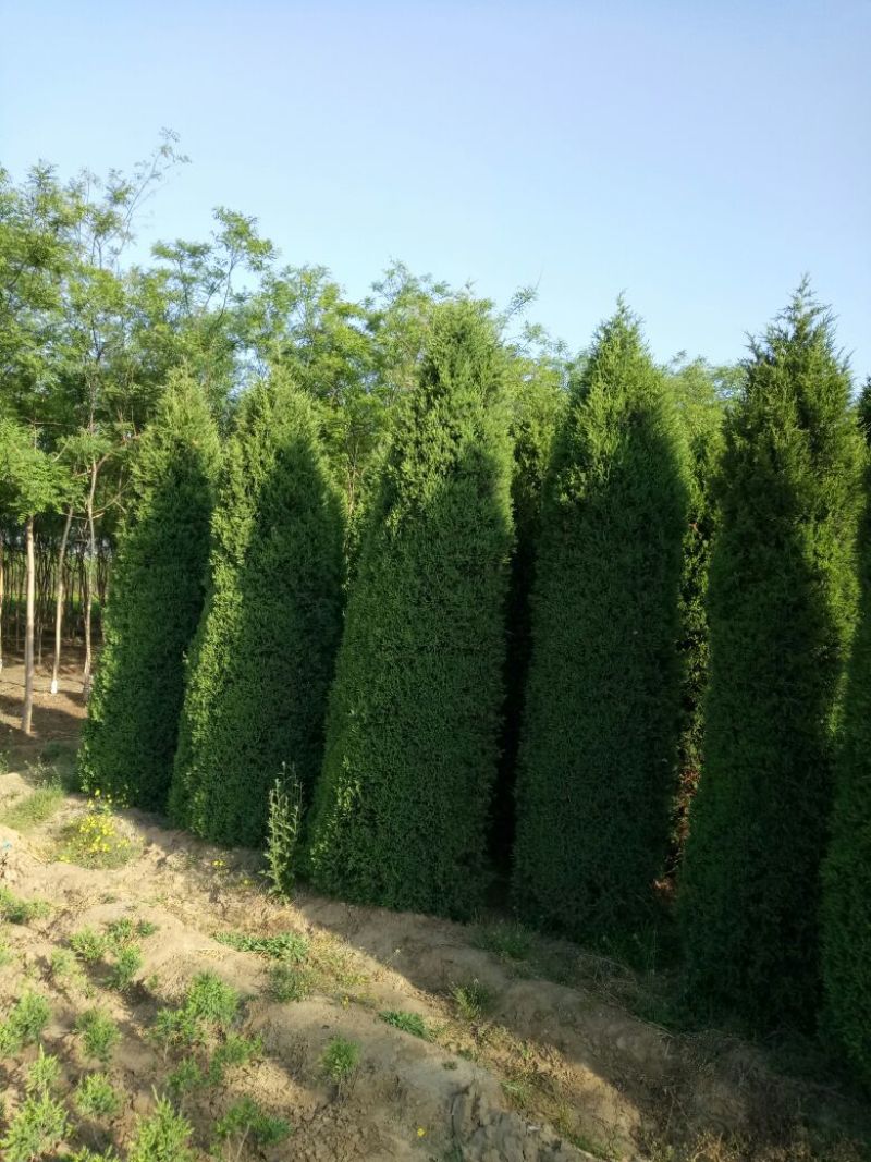 大量销售，50cm-4米望都塔桧，树形，好价格实惠