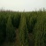 大量销售，50cm-4米望都塔桧，树形，好价格实惠