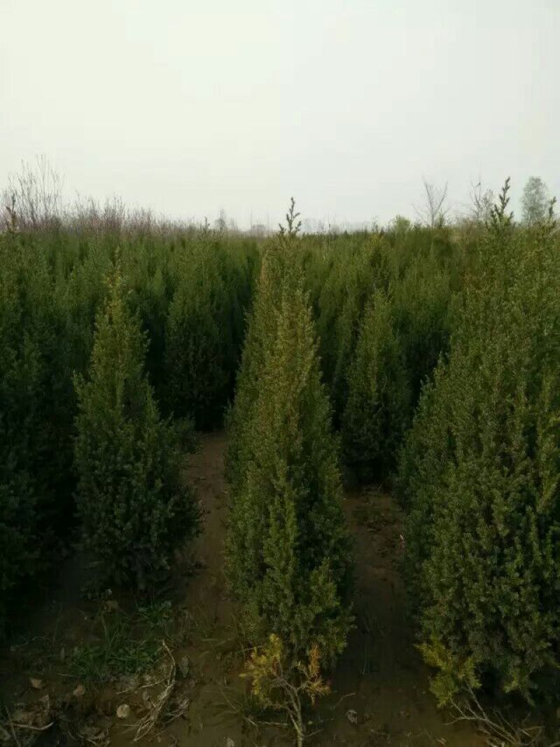 大量销售，50cm-4米望都塔桧，树形，好价格实惠