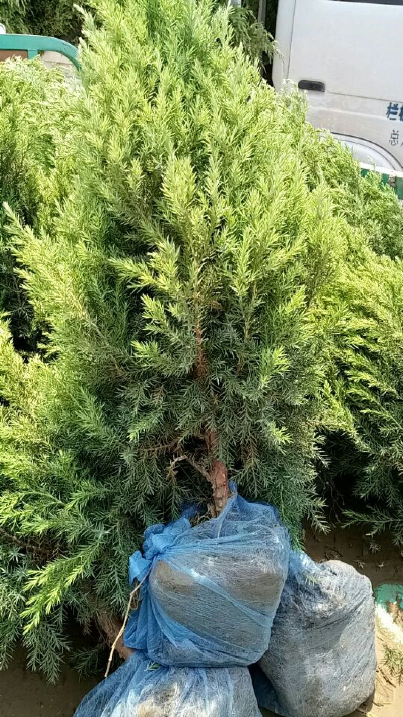 大量销售，50cm-4米望都塔桧，树形，好价格实惠