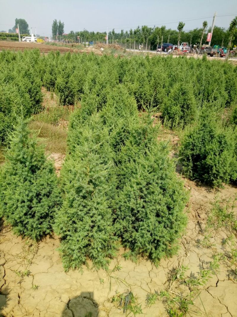 大量销售，50cm-4米望都塔桧，树形，好价格实惠