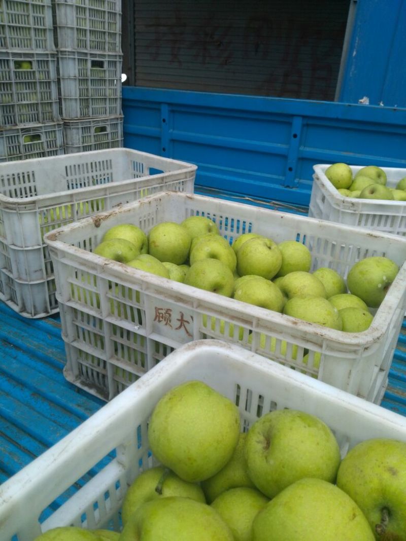 皇冠梨350~400g筐装