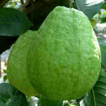 西瓜番石榴苗30~50cm