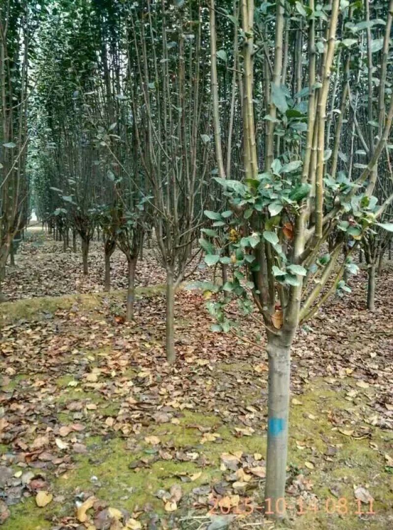 西府海棠4~6cm6~8cm4cm以下